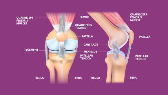 Knee anatomy image