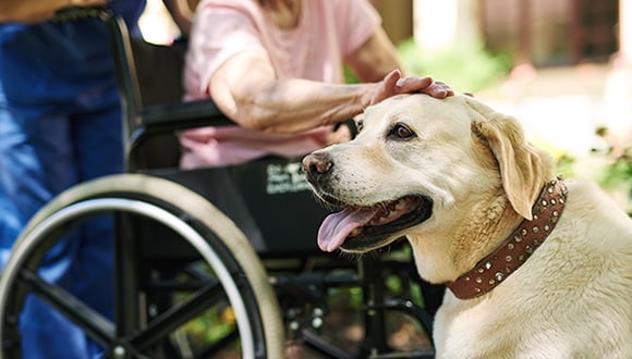 Person in wheelchair patting a Labrador