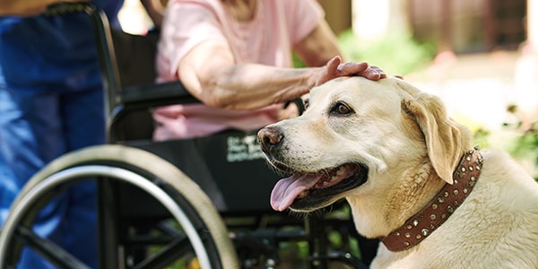 A person in a wheelchair pats a Labrador
