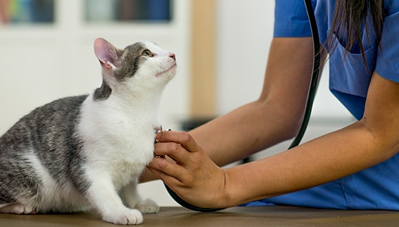 can pet insurance reduce vet costs