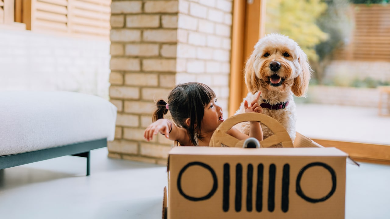 A child and a dog driving indoors in a cardboard car.