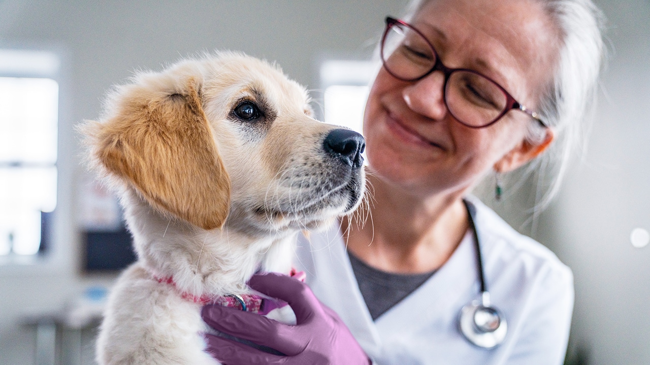 A puppy and a female vet next to each other.