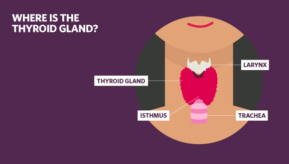 illustration of a thyroid gland