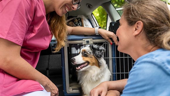 Two women patting their dog at the back of their car